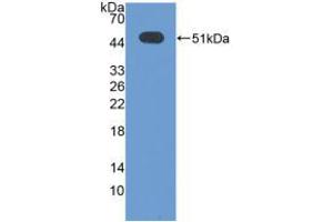 Western blot analysis of recombinant Human ATF3. (ATF3 抗体  (AA 1-181))