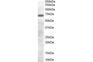 Image no. 1 for anti-PR Domain Containing 4 (PRDM4) (C-Term) antibody (ABIN374481) (PRDM4 抗体  (C-Term))