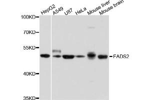 Western blot analysis of extracts of various cell lines, using FADS2 antibody. (FADS2 抗体)