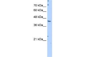 WB Suggested Anti-GOT1 Antibody Titration:  1. (GOT1 抗体  (N-Term))