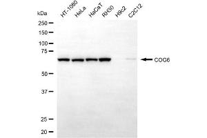 anti-Component of Oligomeric Golgi Complex 6 (COG6) antibody