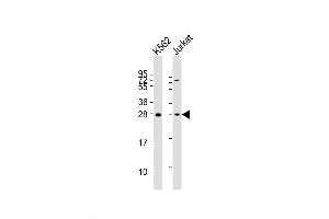 Western Blot at 1:2000 dilution Lane 1: K562 whole cell lysates Lane 2: Jurkat whole cell lysates Lysates/proteins at 20 ug per lane. (BASP1 抗体  (AA 123-150))