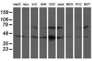 Image no. 3 for anti-General Transcription Factor IIF, Polypeptide 1, 74kDa (GTF2F1) antibody (ABIN1500596) (GTF2F1 抗体)