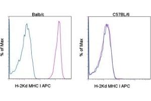 Image no. 1 for anti-MHC Class I H-2Kd antibody (APC) (ABIN476368) (MHC Class I H-2Kd 抗体  (APC))