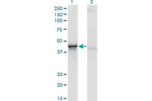 Western Blot analysis of ACY1 expression in transfected 293T cell line by ACY1 monoclonal antibody (M01), clone 4F1-B7. (Aminoacylase 1 抗体  (AA 1-408))