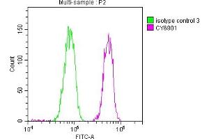 Overlay histogram showing Hela cells stained with ABIN7127661 (red line) at 1:50. (Recombinant PABPN1 抗体)