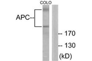 Western blot analysis of extracts from COLO205 cells, using APC Antibody. (APC 抗体  (AA 2794-2843))