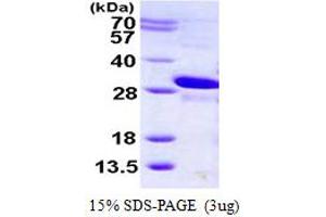 Muscle RAS Oncogene Homolog (MRAS) (AA 1-205) protein (His tag)