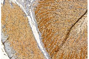 ABIN6262481 and ABIN6272891 at 1/100 staining Rat stomach tissue by IHC-P. (IFT57 抗体  (Internal Region))