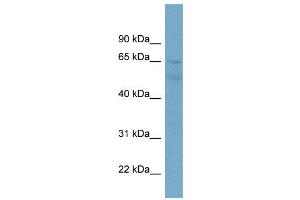 WB Suggested Anti-ZNF671  Antibody Titration: 0. (ZNF671 抗体  (N-Term))