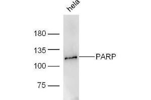 PARP1 抗体  (AA 201-300)