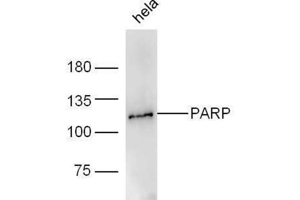 PARP1 抗体  (AA 201-300)