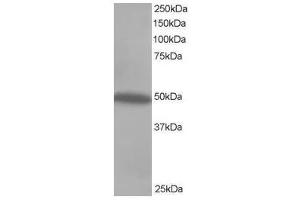 Image no. 1 for anti-C-Src tyrosine Kinase (CSK) (C-Term) antibody (ABIN374096) (CSK 抗体  (C-Term))