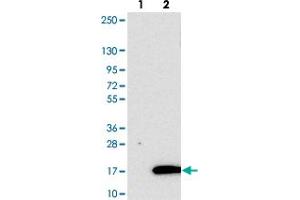 Western blot analysis of Lane 1: Negative control (vector only transfected HEK293T lysate). (Banf2 抗体)