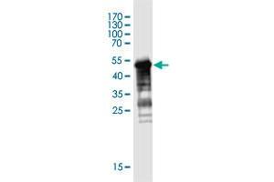 Western Blot detection against Immunogen (48. (MGC50273 (AA 1-209) 抗体)