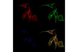 ABIN6262436 and ABIN6279508 staining 3 by IF/ICC. (ICAM5 抗体  (C-Term))