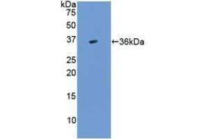 Western blot analysis of recombinant Human TGFb3. (TGFB3 抗体  (AA 24-300))