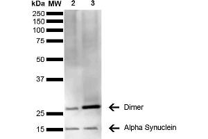 Western Blot analysis of Human Brain showing detection of 14 kDa Alpha Synuclein protein using Mouse Anti-Alpha Synuclein Monoclonal Antibody, Clone 3C11 (ABIN5564063). (SNCA 抗体  (APC))