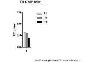 Image no. 3 for anti-Thyroid Hormone Receptor, beta (THRB) (N-Term) antibody (ABIN501627) (THRB 抗体  (N-Term))