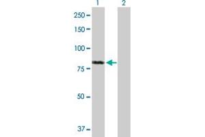 Western Blot analysis of FAF1 expression in transfected 293T cell line by FAF1 MaxPab polyclonal antibody.