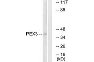 Western Blotting (WB) image for anti-Peroxisomal Biogenesis Factor 3 (PEX3) (AA 12-61) antibody (ABIN2890489) (PEX3 抗体  (AA 12-61))