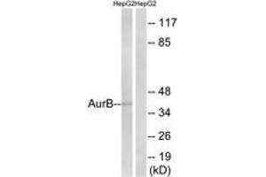 Western blot analysis of extracts from HepG2, using AurB (Ab-12) Antibody. (Aurora Kinase B 抗体  (AA 1-50))