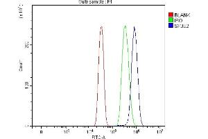 Flow Cytometry analysis of SiHa cells using anti-SF3B2 antibody (ABIN7600769).