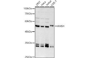 Western blot analysis of extracts of various cell lines, using AMSH antibody (ABIN7270581) at 1:1000 dilution. (STAMBP 抗体)