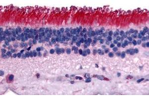 Human Retina (formalin-fixed, paraffin-embedded) stained with PTPRM antibody ABIN292586 at 15 ug/ml followed by biotinylated goat anti-rabbit IgG secondary antibody ABIN481713, alkaline phosphatase-streptavidin and chromogen. (PTPRM 抗体  (Internal Region))