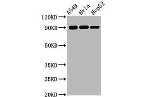 Western Blot Positive WB detected in A549 whole cell lysate 72ela whole cell lysate 72epG2 whole cell lysate All lanes Phospho-RPS6KA1 antibody at 1. (Recombinant RPS6KA1 抗体  (pSer380))