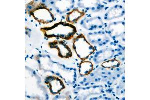 Immunohistochemical analysis of Gastrin staining in human stomach formalin fixed paraffin embedded tissue section. (Gastrin 抗体  (Center))