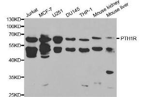 Western blot analysis of extracts of various cell lines, using PTH1R antibody. (PTH1R 抗体  (AA 464-593))