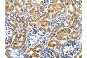 Image no. 1 for anti-Enolase 3 (Beta, Muscle) (ENO3) (N-Term) antibody (ABIN321399) (ENO3 抗体  (N-Term))
