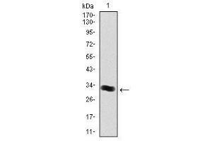 Image no. 1 for anti-Thrombopoietin (THPO) antibody (ABIN1501381) (Thrombopoietin 抗体)