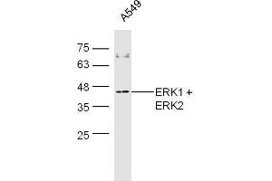 A549 cell lysates probed with Rabbit Anti-ERK1 + 2 Polyclonal Antibody, Unconjugated  at 1:500 for 90 min at 37˚C. (ERK1 抗体  (AA 251-358))
