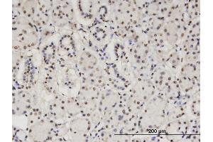 Immunoperoxidase of monoclonal antibody to CBFA2T2 on formalin-fixed paraffin-embedded human salivary gland. (CBFA2T2 抗体  (AA 201-304))