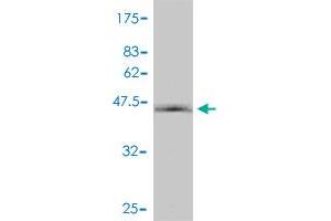 HIST1H2BN antibody  (AA 1-166)