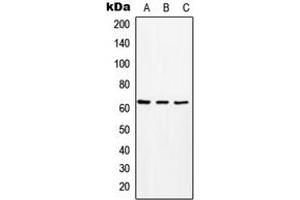 Western blot analysis of MCT8 expression in HeLa (A), Raw264. (SLC16A2/MCT8 抗体  (Center))
