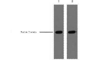 Western Blotting (WB) image for anti-GST-Tag antibody (ABIN5956811) (GST-Tag 抗体)