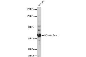 Western blot analysis of extracts of Rat liver, using NONO/p54nrb Rabbit mAb (ABIN7268947) at 1:1000 dilution. (NONO 抗体)