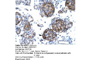 Human Pancreas (BARX1 抗体  (Middle Region))