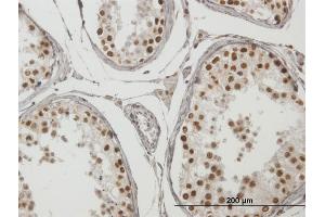Immunoperoxidase of purified MaxPab antibody to TCF19 on formalin-fixed paraffin-embedded human testis. (TCF19 抗体  (AA 1-345))