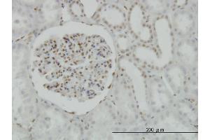 Immunoperoxidase of monoclonal antibody to CREB1 on formalin-fixed paraffin-embedded human kidney. (CREB1 抗体  (AA 1-95))