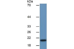 Western Blotting (WB) image for Calpain 1 (CAPN1) ELISA Kit (ABIN6730978)