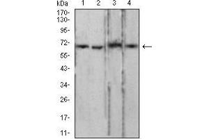 Western blot analysis using LMNB2 mouse mAb against PC-3 (1), LNcap (2), Jurkat (3), and HCT116 (4) cell lysate. (Lamin B2 抗体  (AA 401-600))