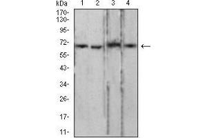 Western blot analysis using LMNB2 mouse mAb against PC-3 (1), LNcap (2), Jurkat (3), and HCT116 (4) cell lysate. (Lamin B2 抗体  (AA 401-600))