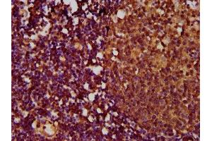 IHC image of ABIN7173860 diluted at 1:500 and staining in paraffin-embedded human lymph node tissue performed on a Leica BondTM system. (TNFRSF18 抗体  (AA 90-162))