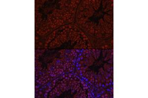 Immunofluorescence analysis of Mouse testis using C1orf146 Rabbit pAb (ABIN7266368) at dilution of 1:100 (40x lens). (C1ORF146 抗体)