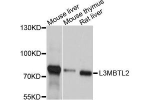 Western blot analysis of extract of various cells, using L3MBTL2 antibody. (L3MBTL2 抗体)