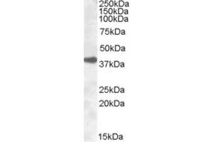 Western Blotting (WB) image for anti-Excision Repair Cross Complementing Polypeptide-1 (ERCC1) (AA 2-14) antibody (ABIN490342) (ERCC1 抗体  (AA 2-14))